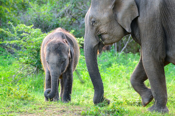 Cute baby and the mother elephant foraging together in the grass field in the Udawalawa national park.