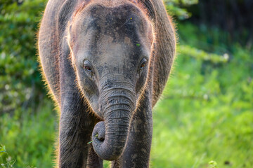 Cute baby elephant, curled up the trunk to eat grass. Close up animal portraiture photographs.