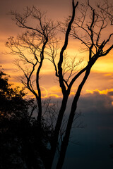Fototapeta na wymiar Beautiful sunset sky through silhouette bare tree.