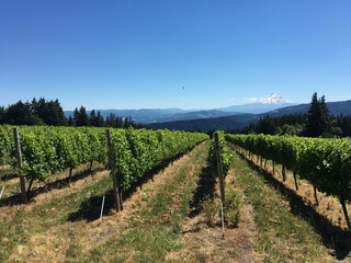 Fototapeta na wymiar Peaceful vineyard panorama in Oregon