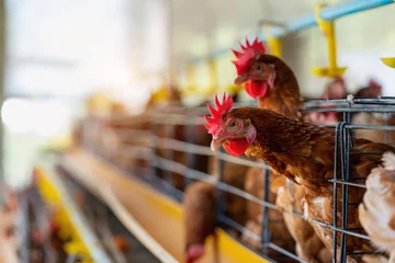 Foto auf Alu-Dibond Hens in factory, Chicken in cages © tawatchai1990