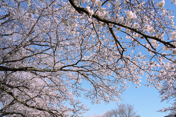 Sakura flowers blooming in the Spring season of Japan.