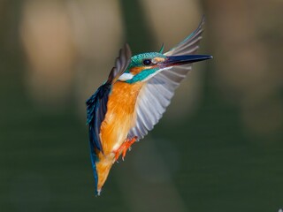 カワセミ
kingfisher