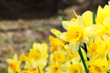 Fresh beautiful Daffodil flowers in gardens