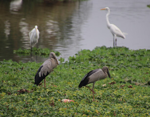 In the research of insects on the green grass on the banks of heron pond 