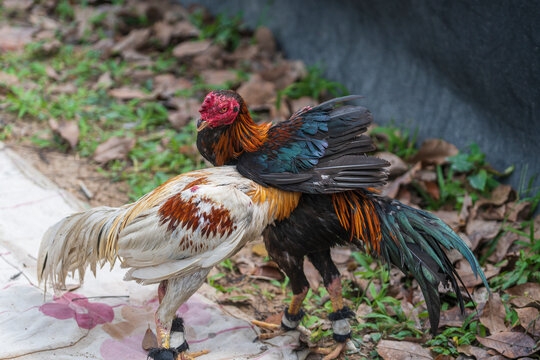 Two angry wild roosters fighting, close up, Thailand