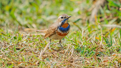 Siberian Bluethroat