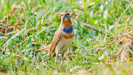 Siberian Bluethroat