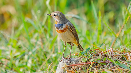 Siberian Bluethroat