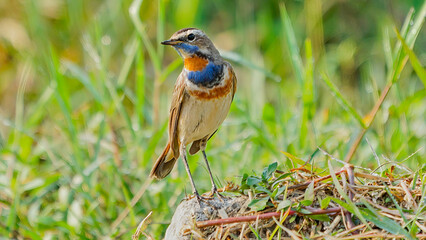 Siberian Bluethroat