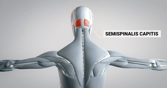 musculus semispinalis capitis, detailed display of muscles, human muscular system, 3D animation of human anatomy, 3D render