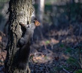 A black squirrel on the trunk of a pine tree basks in the sun.