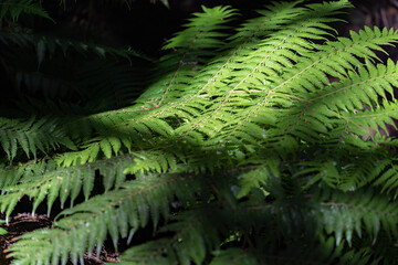 Closeup tree fern frond catches sunlight through canopy shadows