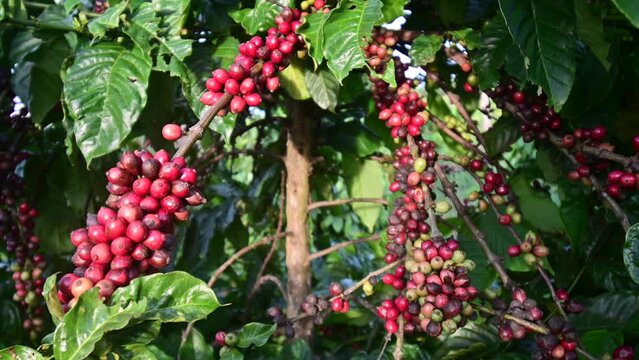 bunch of red ripe coffee on the tree