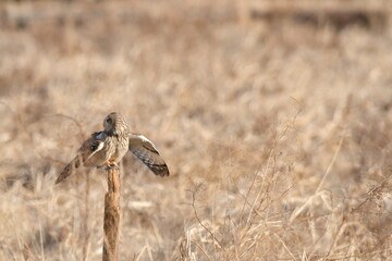 コミミズクの飛翔