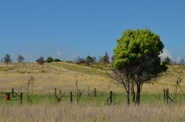 A pinus halepensis next to some fences, in the Argentine Patagonia