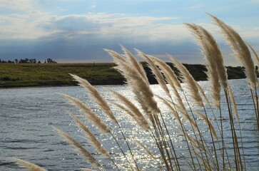 Pampas grass on the side of a river in the pampas of Argentina
