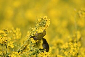 Obraz premium 菜の花とメジロ