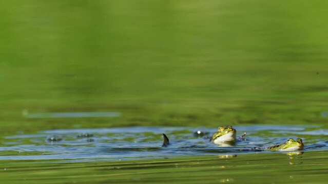Male European edible frog (Pelophylax esculentus) jumps on female trying to mate
