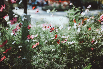 flowers in the garden