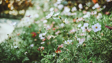 flowers in the meadow