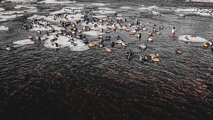 Vintage view of ducks in the icy water