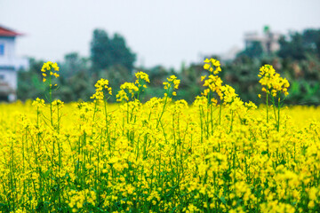Fototapeta premium yellow rapeseed field