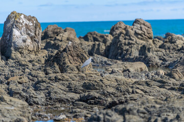Rugged rocky coastline and view to horizon on east coast of Bay Of Plenty, New Zealand at Te Kaha.