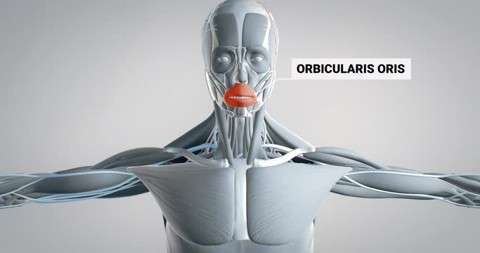 Musculus orbicularis oris, detailed display of face muscles, human muscular system, 3D animation of human anatomy, 3D render