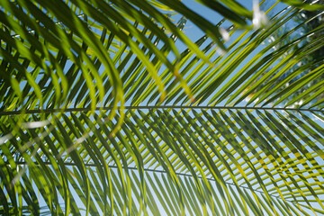 Obraz na płótnie Canvas Coconut palm trees green texture background. Tropical palm coconut trees on sky, nature background. Tropical green background.