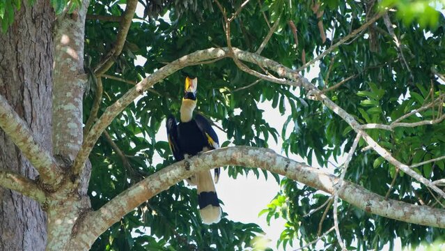 Great Hornbill Buceros bicornis perched on a branch right side of the tree and it looks around then scratches its head with its left foot, Khao Yai National Park, Thailand.