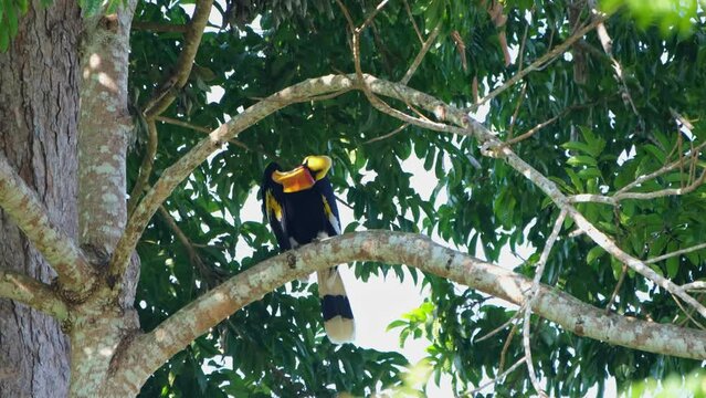 Great Hornbill Buceros bicornis perched on a branch relaxing then starts preening its left wing, Khao Yai National Park, Thailand.