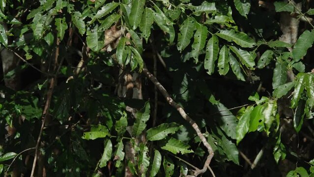 Oriental Pied Hornbill Anthracoceros albirostris seen within the branch under some leaves then hops away to disappear, Khao Yai National Park, Thailand.