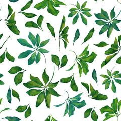 Obraz premium Watercolor seamless pattern with leaves of schéfflera actinophýlla isolated on white background. Floral illustration of schefflera for design of floral shop, fabric, textile, wrapping paper, card.
