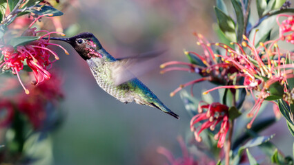 Anna's Hummingbird adult male hovering and feeding. Santa Cruz, California, USA.