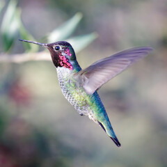 Anna's Hummingbird adult male hovering and foraging for flower nectar. Santa Cruz, California, USA.