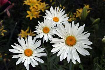 White daisy. White camomile against a background of yellow flowers and grass