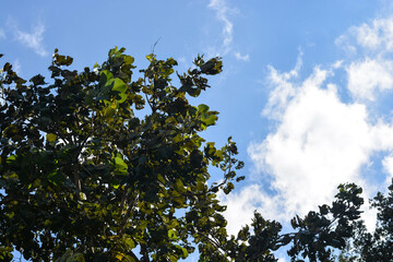 Light cloud sky with the big tree.