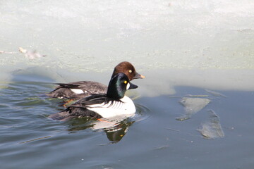 Common Goldeneyes, William Hawrelak Park, Edmonton, Alberta