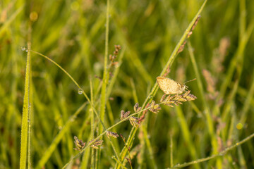 close-up of moth on grass covered in dew