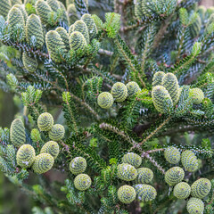 A branch of Korean fir with cones on blurred background