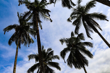 coconut trees