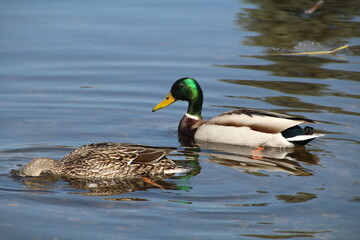 Mallards On The Lake, William Hawrelak Park, Edmonton, Alberta