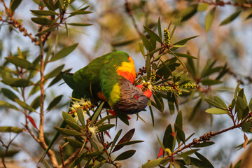 Rainbow lorikeet in a Melaleuca