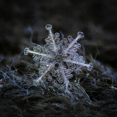 Snowflake glowing on dark textured background. Macro photo of real snow crystal: big stellar dendrite with glossy, flat surface, thin, complex arms and tiny bubbles of frozen rime across the crystal.