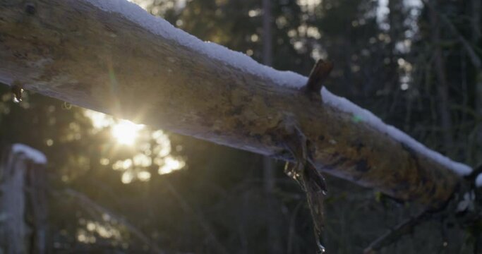 Close up shot of a snow covered fallen tree on a sunny winter evening. Sun flaring the lens.