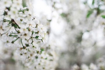 White flowers on a green bush. The white rose is blooming. Spring cherry apple blossom.
