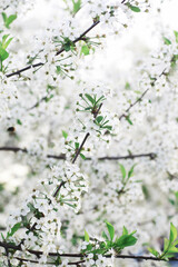 White flowers on a green bush. The white rose is blooming. Spring cherry apple blossom.