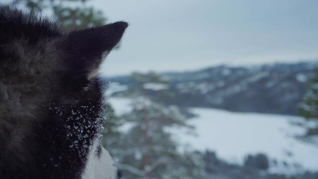 Closeup Of Alaskan Malamute Face With Snow On Its Fur.