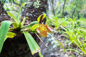 Lady's slipper orchid, aka lady slipper orchid or slipper orchid.